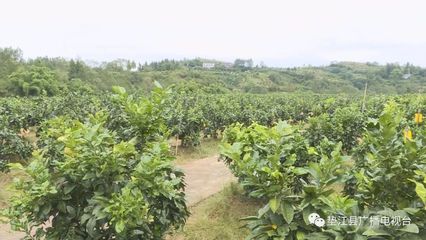 我县13家农产品企业组团参展西部农交会，建筑劳务分包领域协同发展